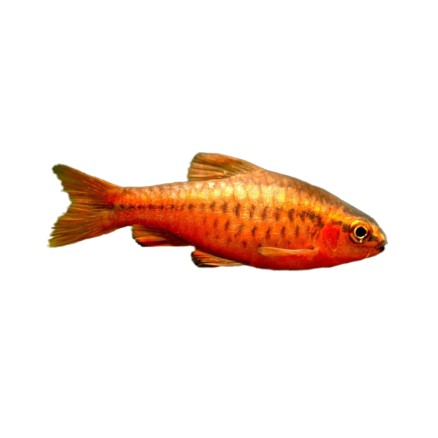 Imagem do peixe Barbo Cereja